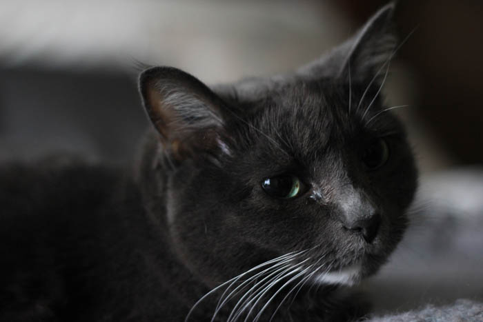 cat