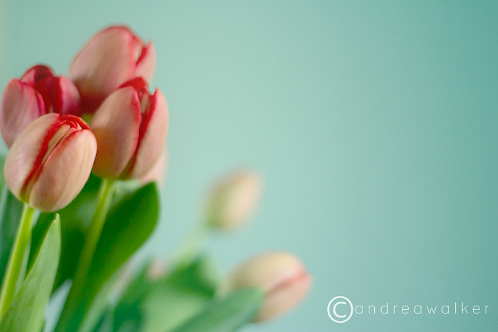 tulips-copy